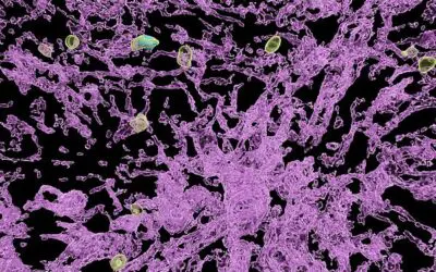 Hepatitis B: Biochemische Zeitschaltuhr begrenzt Abwehrdauer der Immunzellen