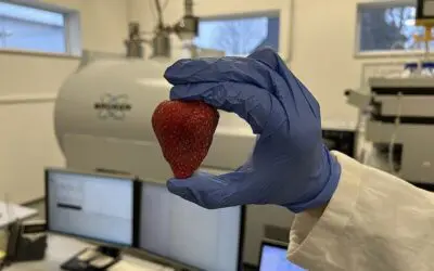 Aroma und Geschmack: Biomarker retten die Erdbeerbowle