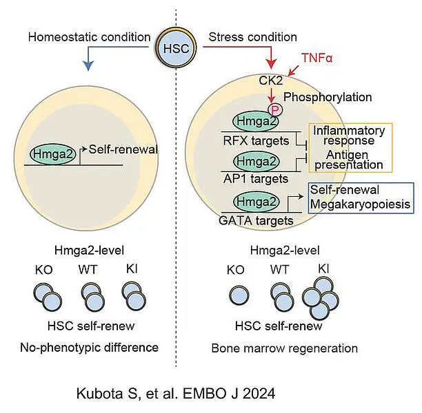 Der Chromatin-Modifikator HMGA2 fördert die Funktion adulter hämatopoetischer Stammzellen und die Blutregeneration unter Stressbedingungen. Credits: Goro Sashida, Universität Kumamoto