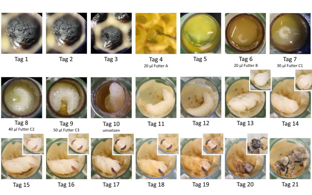 Mischtoxizität: Pestizid-Cocktails forcieren Bienensterben