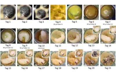 Mischtoxizität: Pestizid-Cocktails forcieren Bienensterben