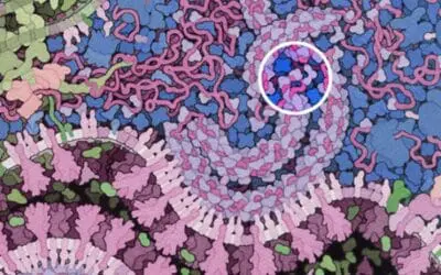 Wie SARS-CoV-2 die angeborene Immunantwort überwindet