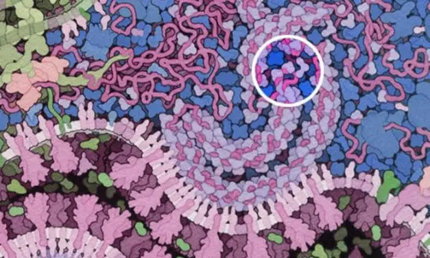Wie SARS-CoV-2 die angeborene Immunantwort überwindet