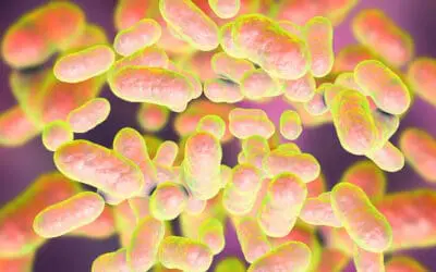 Neue Erkenntnisse über das Darmbakterium Segatella copri