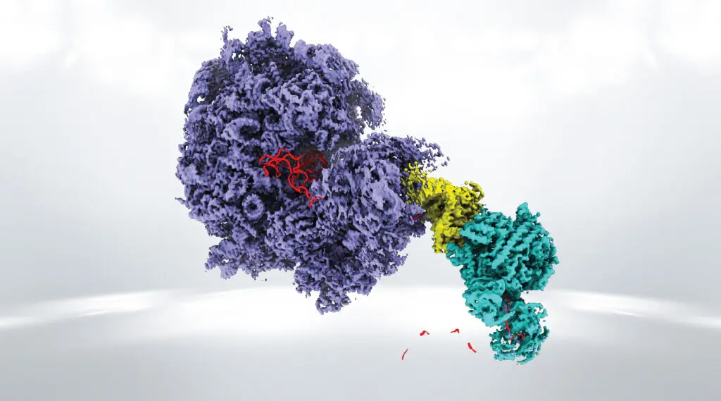 Darstellung des Superkomplexes, bestehend aus dem Ribosom (lila), der Helikase des SKI-Komplexes (gelb) und dem Exosom (cyan). Die RNA (rot) wird von den drei Komplexen verarbeitet und schließlich durch das Exosom abgebaut. (Illustration: Achim Keidel, MPI für Biochemie)