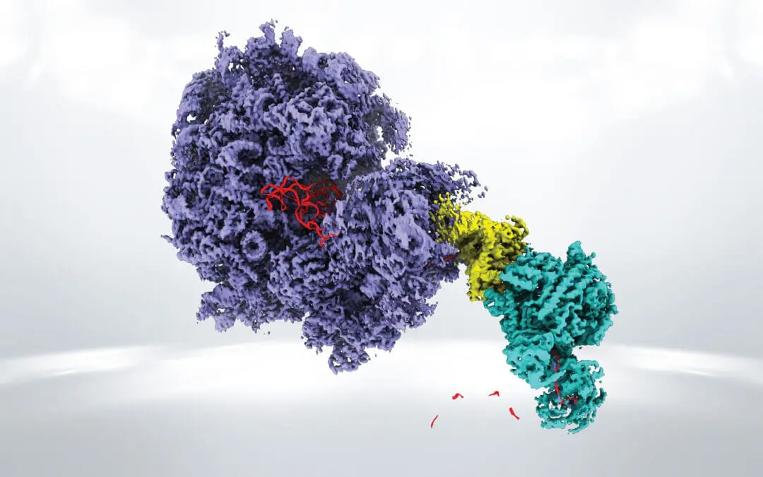 Wie Messenger-RNA im Körper abgebaut wird