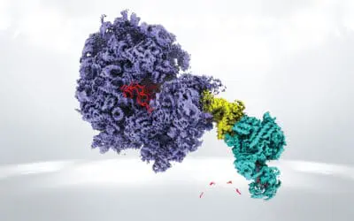 Wie Messenger-RNA im Körper abgebaut wird