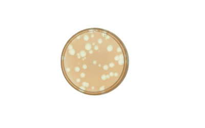 Studie gibt neue Einblicke in Wirkungsweise von Bakteriophagen