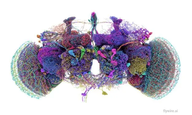 Erstmals Rekonstruktion des Fruchtfliegen-Gehirns gelungen