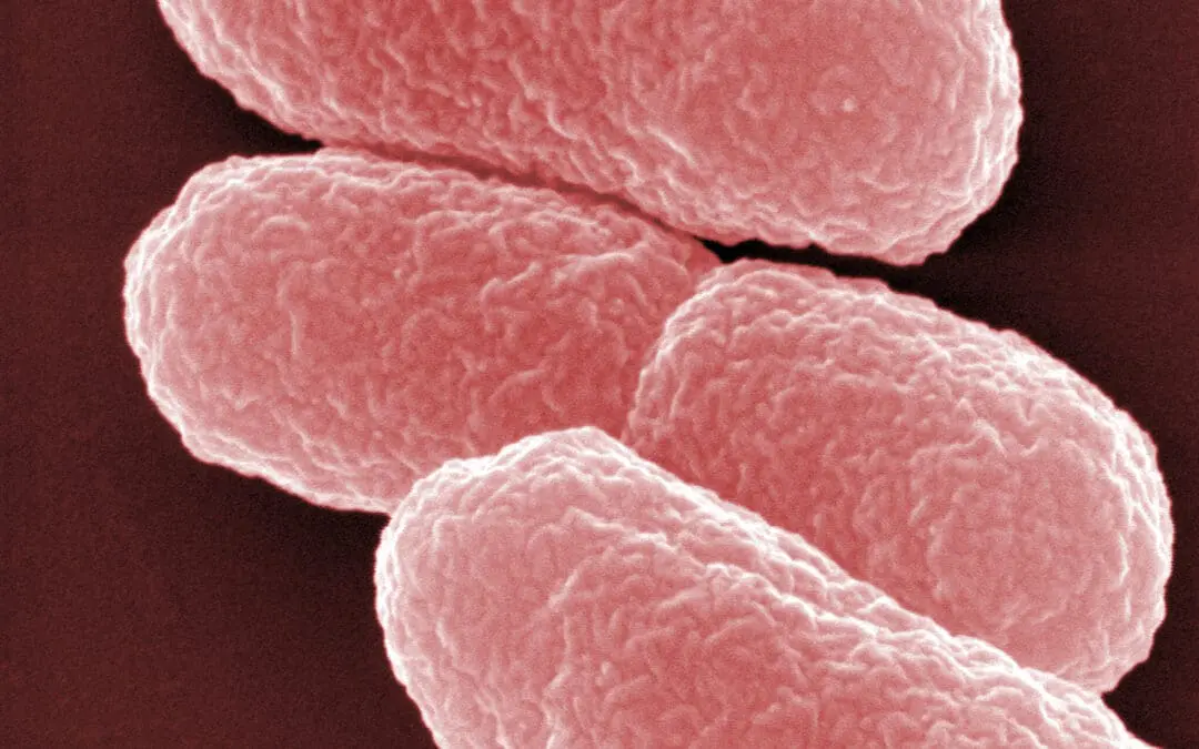 Antibiotikum Colistin: Fortschritt lässt auf weniger Nebenwirkungen hoffen