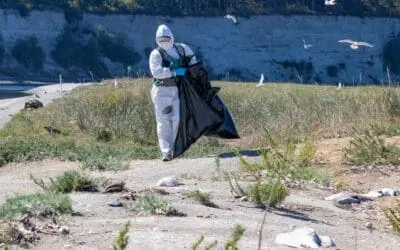 USA: Vogelgrippe-Erreger springt auf Gehirn von Robben über