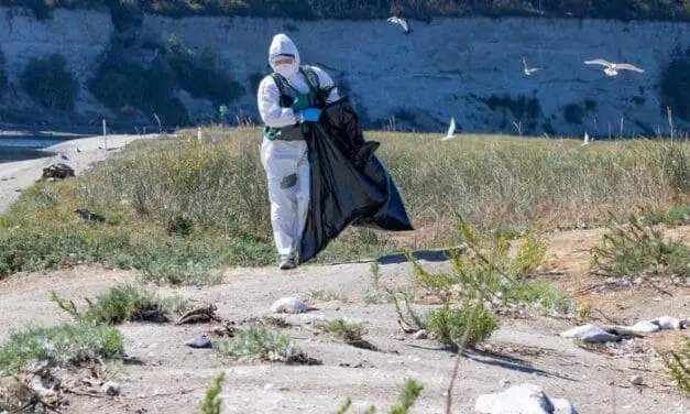 USA: Vogelgrippe-Erreger springt auf Gehirn von Robben über