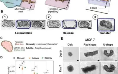 Mikrofluid-Plattform: Form des Tumors verrät Aggressivität der Krebserkrankung