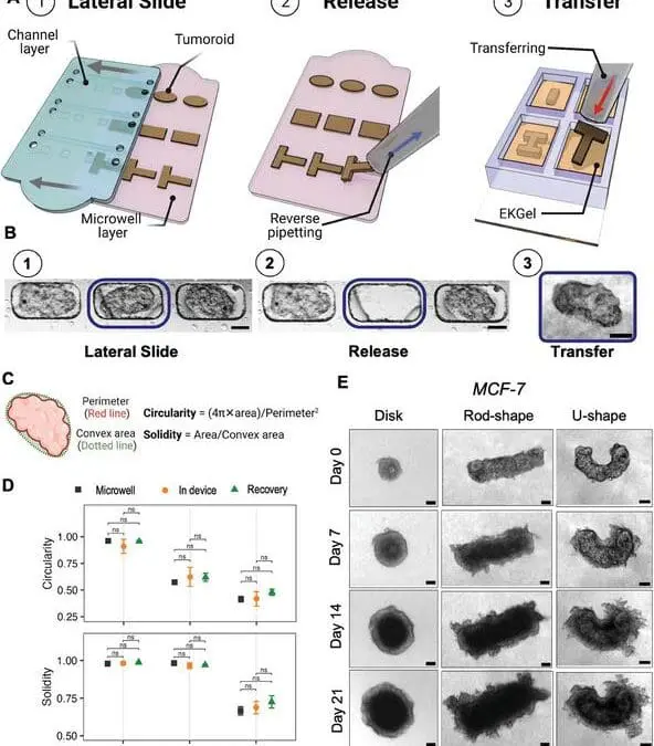 Mikrofluid-Plattform: Form des Tumors verrät Aggressivität der Krebserkrankung