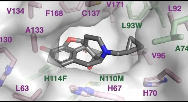 Durchbruch in der Suchtforschung: Shisa7-Gen könnte Schlüssel zur Bekämpfung der Opioid-Krise sein