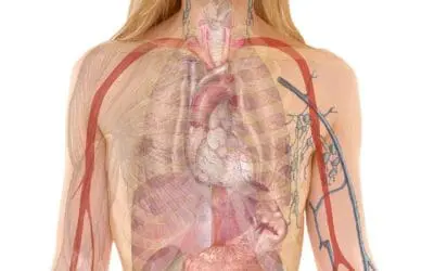 Thrombosen: Wissen um Antikörper verheißt neue Therapieansätze ohne Blutungsrisiko