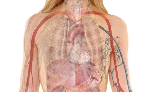 Thrombosen: Wissen um Antikörper verheißt neue Therapieansätze ohne Blutungsrisiko