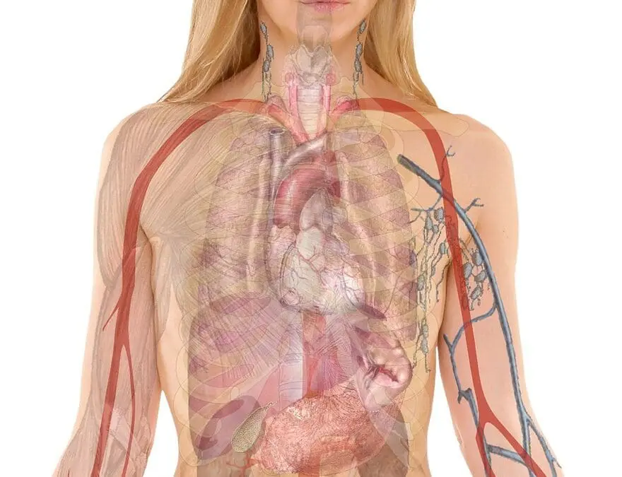 Thrombosen: Wissen um Antikörper verheißt neue Therapieansätze ohne Blutungsrisiko