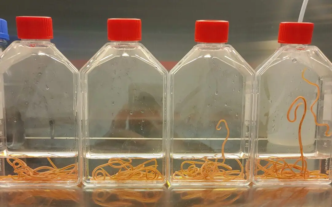 Waschbärspulwurm ist eine der gefährlichsten parasitären Zoonosen