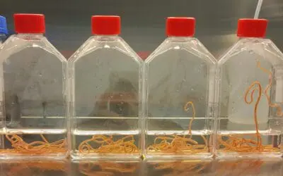 Waschbärspulwurm ist eine der gefährlichsten parasitären Zoonosen