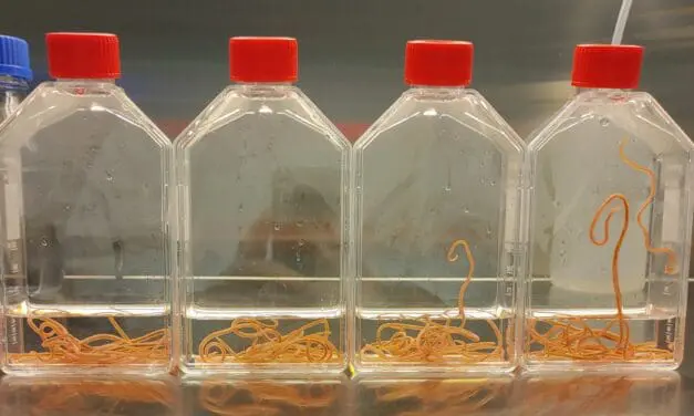 Waschbärspulwurm ist eine der gefährlichsten parasitären Zoonosen