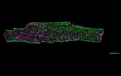 Herzschwäche: Protein Dysferlin schützt und formt die Membran von Herzmuskelzellen