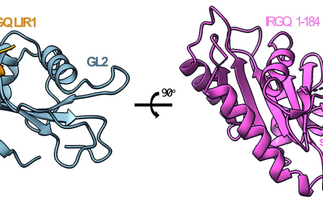 Immunantwort bei Krebs: Forschende entdecken neuen Mechanismus