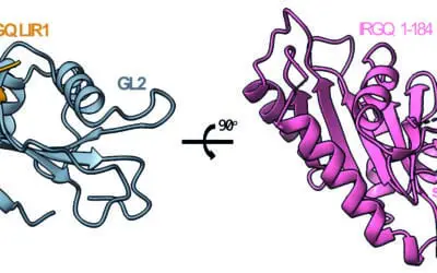 Immunantwort bei Krebs: Forschende entdecken neuen Mechanismus