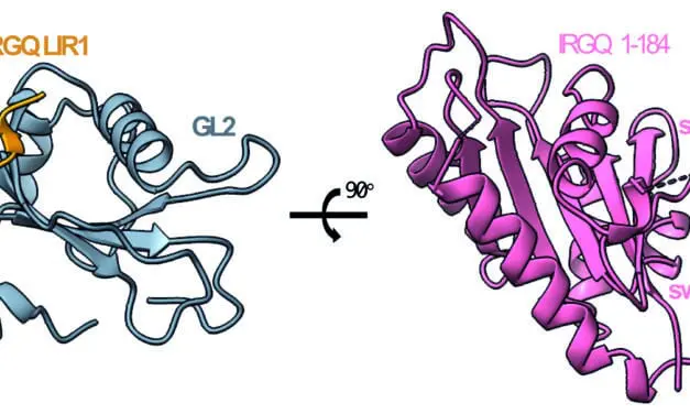 Immunantwort bei Krebs: Forschende entdecken neuen Mechanismus