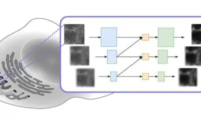 Lichtmikroskopie: Neue Deep-Learning-Architektur sorgt für höhere Effizienz