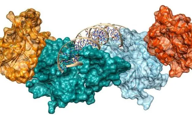 EpiSignal: Neues DFG-Graduiertenkolleg zur Untersuchung der zellulären Regulation