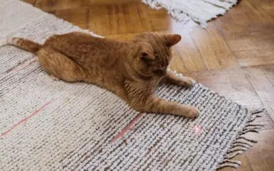 EU erlässt strengere Regeln für Laserpointer