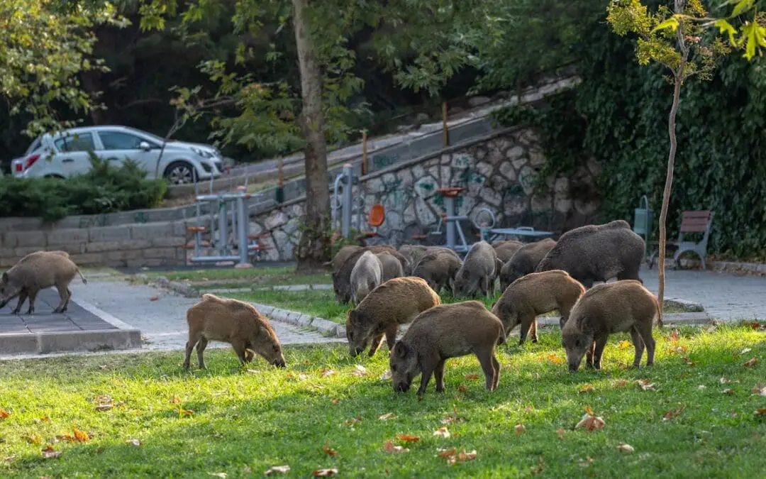 Barcelona, Berlin, Rom: Wildschweine können Hepatitis E auf den Menschen übertragen