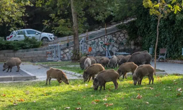Barcelona, Berlin, Rom: Wildschweine können Hepatitis E auf den Menschen übertragen