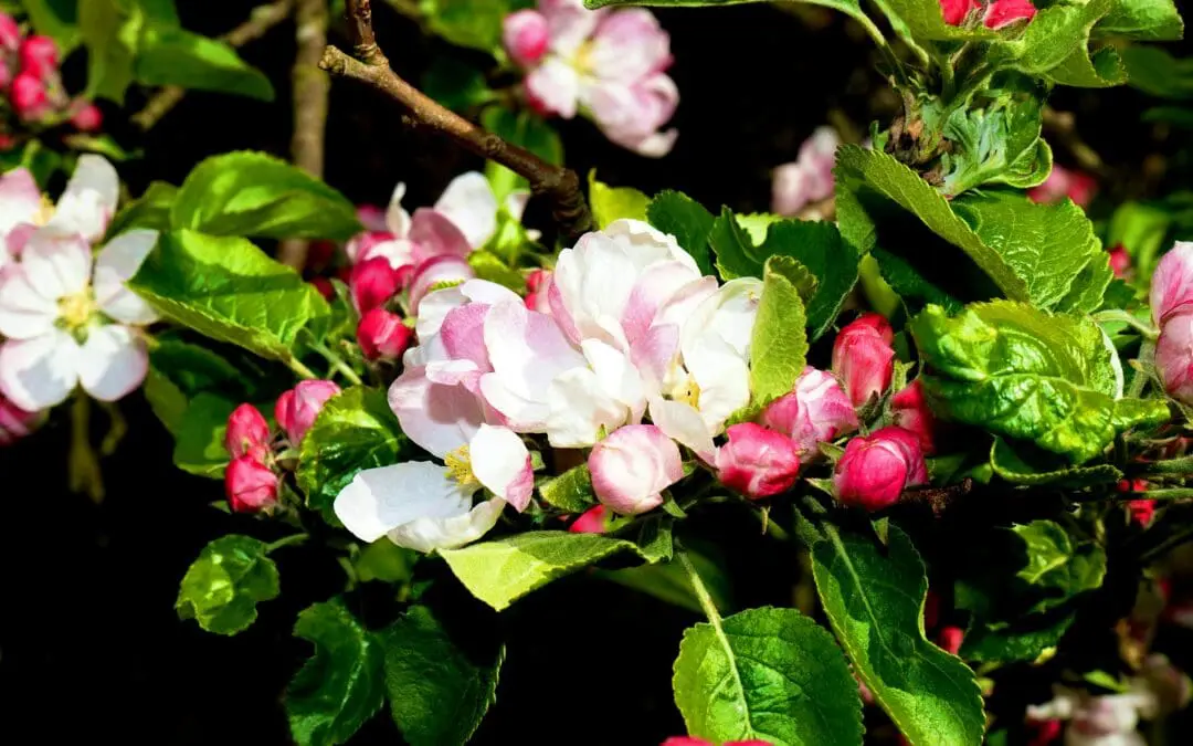 Potenzial für die Industrie: Apfelblüten-Extrakt hat pharmazeutische Wirkung