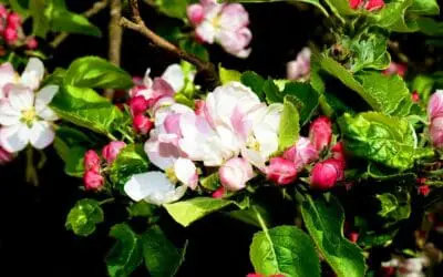 Potenzial für die Industrie: Apfelblüten-Extrakt hat pharmazeutische Wirkung