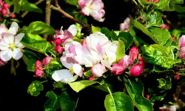 Potenzial für die Industrie: Apfelblüten-Extrakt hat pharmazeutische Wirkung