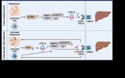 ECM1 hemmt die Leberfibrose