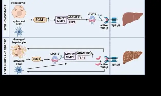 ECM1 hemmt die Leberfibrose