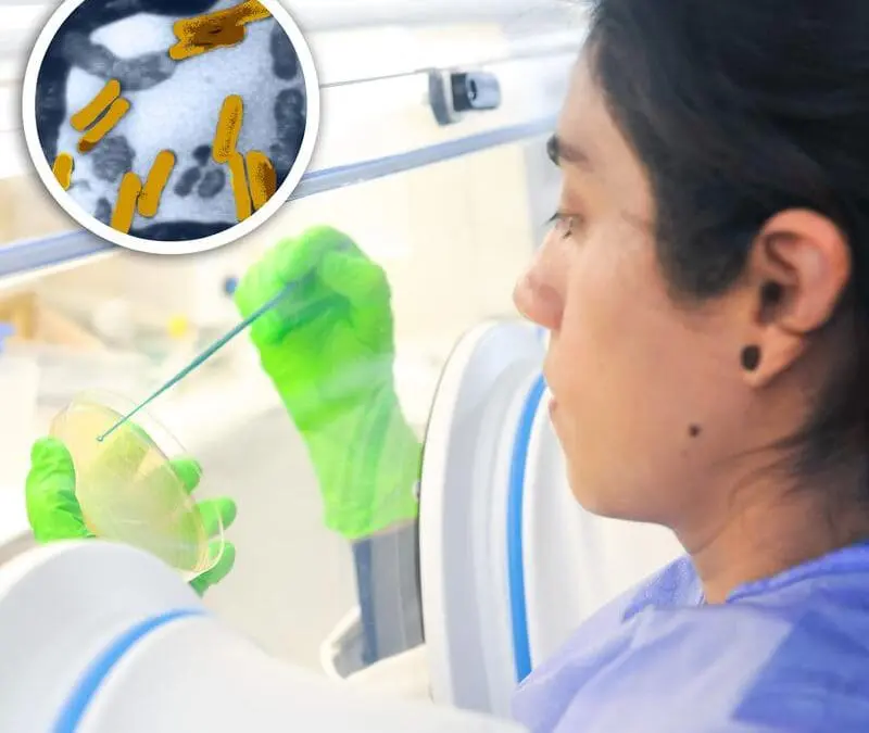 Ligilactobacillus hohenheimensis: Bakterium trägt Namen der Uni Hohenheim