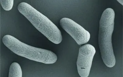 Corynebacterium glutamicum ist Bakterie des Jahres 2025