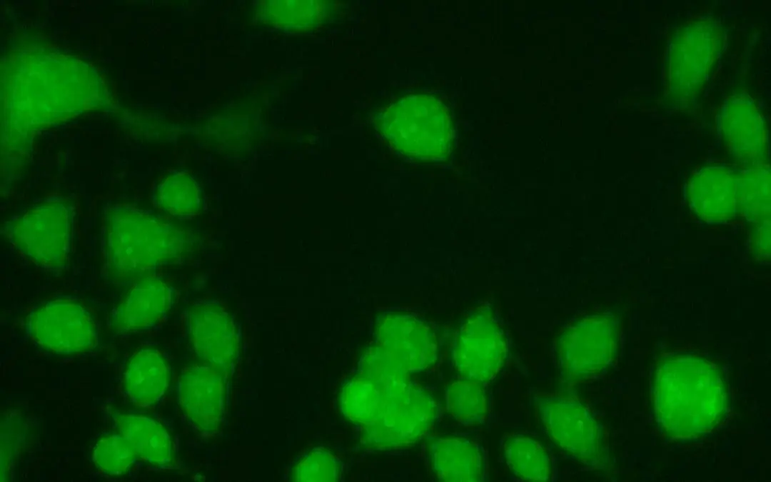 Entzündungsforschung: TU Braunschweig liefert Bausteine