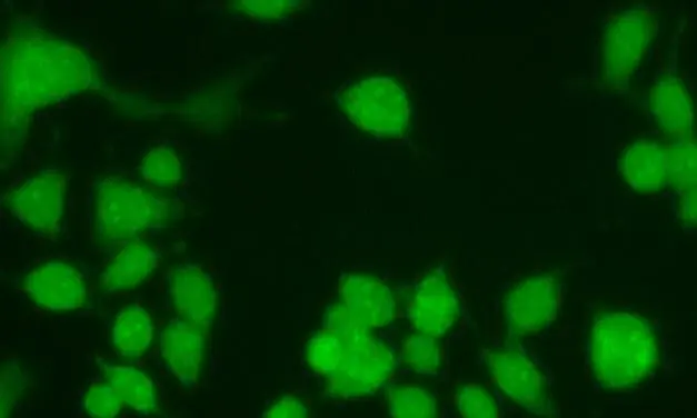 Entzündungsforschung: TU Braunschweig liefert Bausteine