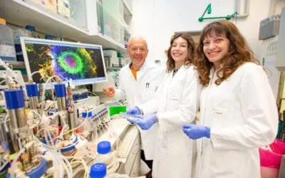 Durchbruch: MHH präsentiert künstliche Herz-Organoide