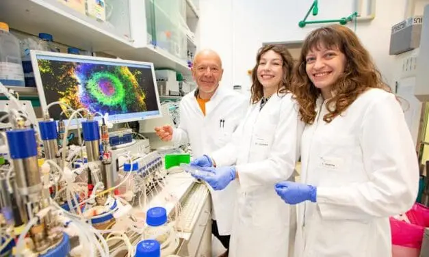 Durchbruch: MHH präsentiert künstliche Herz-Organoide