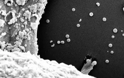 Teebeutel setzen beim Aufbrühen toxisches Polypropylen frei