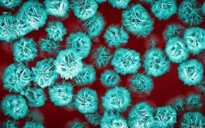 ETH Zürich: Blütenpartikel können Medikamente zum Tumor befördern