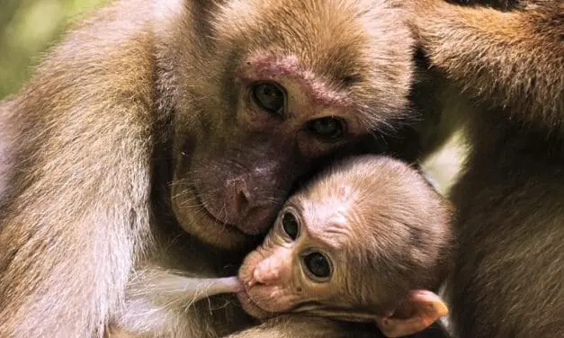 Stress während der Schwangerschaft beeinflusst Primaten-Nachwuchs bis ins Erwachsenenalter