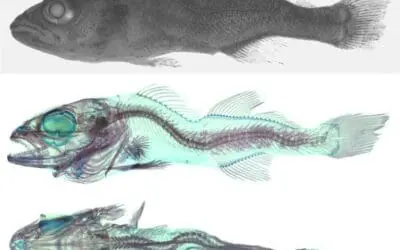 Biomedizin-Ethik erreicht die Fischzellforschung: FBN tritt Bundesnetzwerk 3R bei