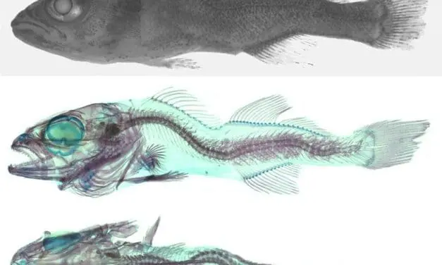 Biomedizin-Ethik erreicht die Fischzellforschung: FBN tritt Bundesnetzwerk 3R bei